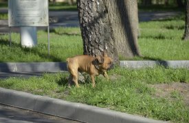 В Туле на Гармонной улице неизвестный открыл стрельбу из-за собачьего лая