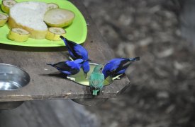 Тропическая экспозиция в тульском экзотариуме отмечает трехлетие