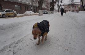 21 января в Туле ожидается снег, гололедица и пониженное давление