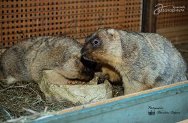 Тульские сурки-байбаки предсказали скорый приход весны