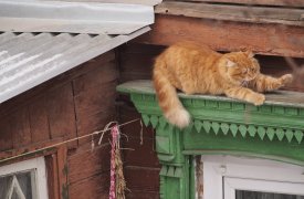Низкое давление, дождь со снегом и до +5 градусов: какая погода ждет Тулу 18 февраля