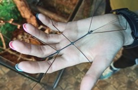 В Тульском экзотариуме появились древесные богомолы и палочники рамулюс