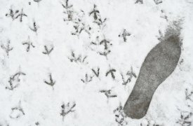 31 марта в Туле будет пасмурно, снег с дождем и до -2 градусов