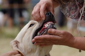 В Туле двухлетнего мальчика на детской площадке покусала собака