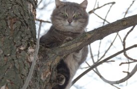 Облачно с прояснениями и небольшой дождь: прогноз погоды в Туле на 12 мая