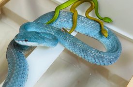 В Туле родился 21 детеныш ядовитой змеи островной куфии