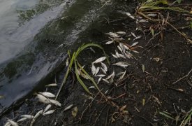 На Любовском водохранилище в Тульской области обнаружена мертвая рыба