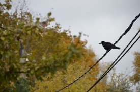 Прогноз погоды в Туле на 19 сентября