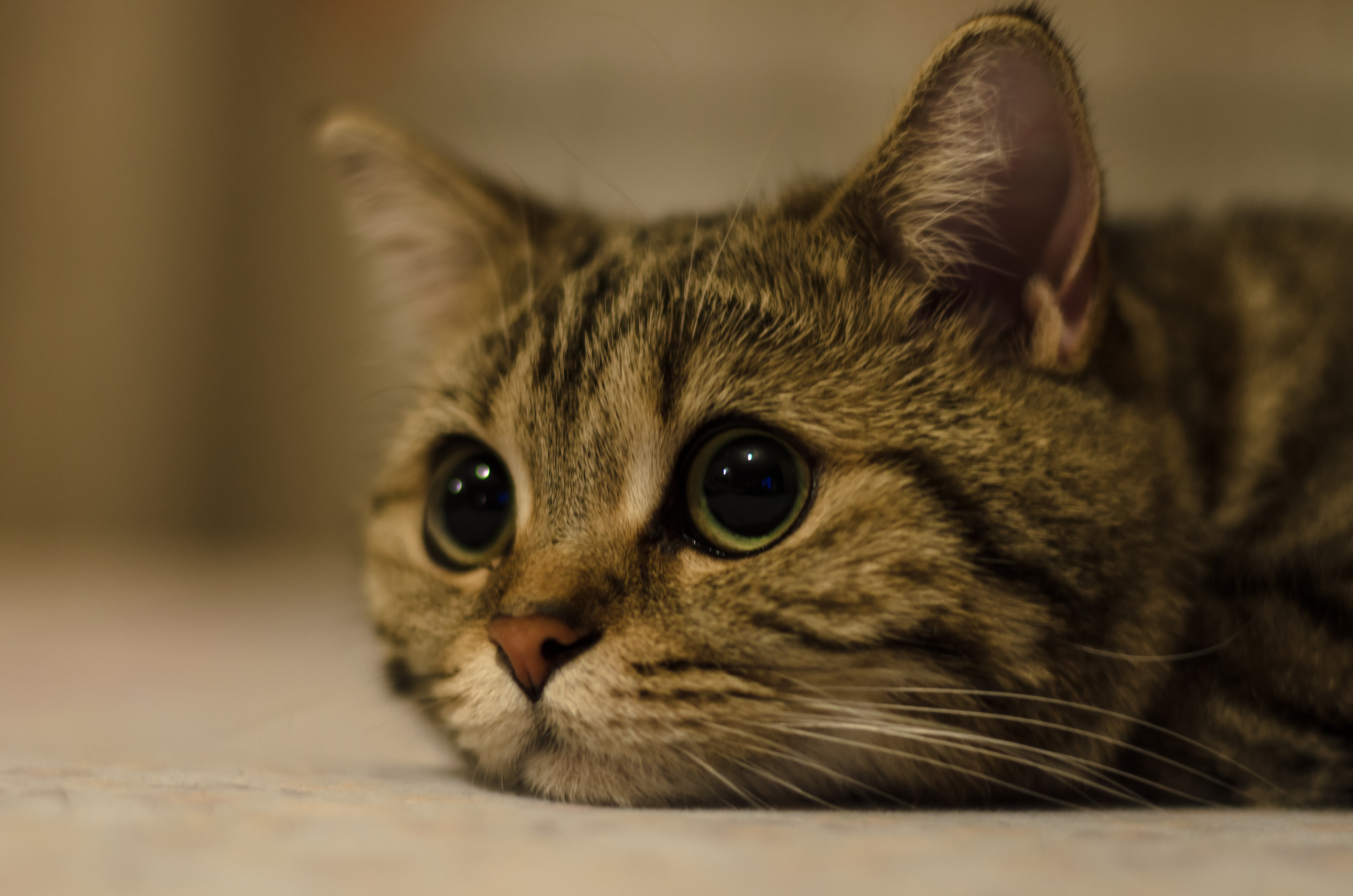 Картинки котиков. Котики. Печальный кот. Грустная кошка. Котенок с грустными глазами.