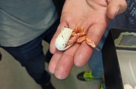 Туляков приглашают на Дни яйца в экзотариуме