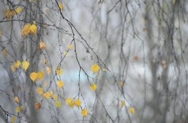 30 октября в Туле ожидаются порывистый ветер, низкое давление и дождь