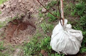 В скверах и на улицах Тулы высадят более 1050 саженцев деревьев