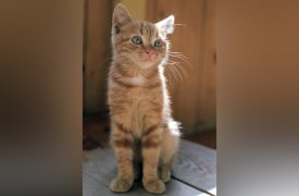 Тулякам расскажут о котах в истории России
