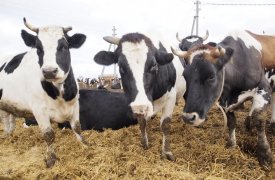 Житель Щекина попался на мошенничестве с коровами и получил срок