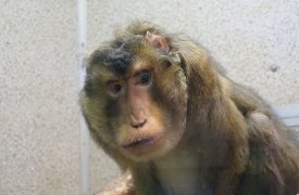 Макаку Министру из Тульского экзотариума исполняется 30 лет