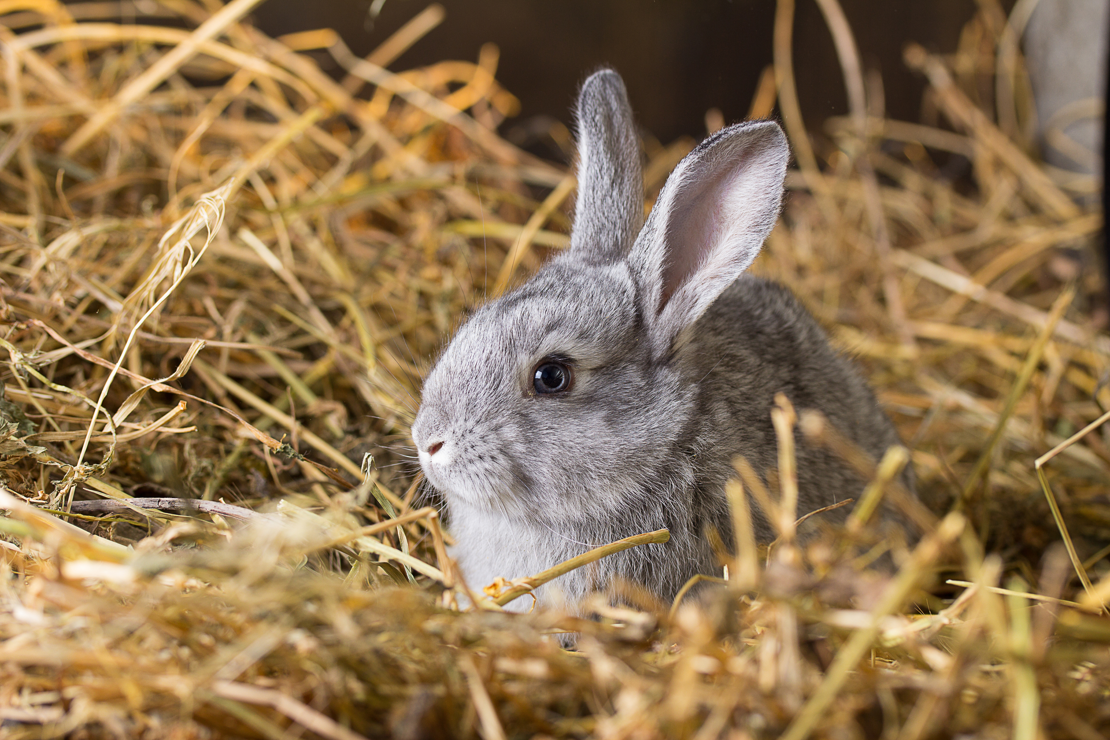 К чему снится кролик серый. Кролик. Кролик фото. Серый кролик. Заяц серый.