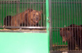 Под Ясногорском в Тульской области возле трассы заметили медведя