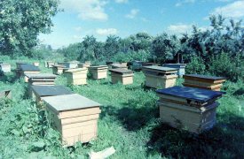 Тульские пчеловоды получат субсидии 