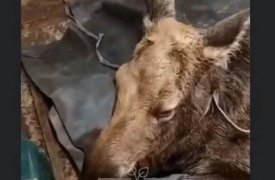 В Тульской области спасли попавшего в реку лося