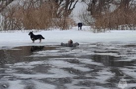 В Тульской области мужчина провалился под лед реки Оки при спасении собаки