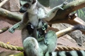 Два кошачьих лемура родились в тульском экзотариуме 