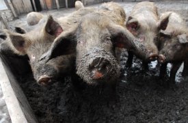 В Веневском районе Тульской области объявили карантин крупного рогатого скота из-за лейкоза 