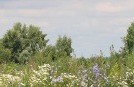 За минувшую неделю в Тульской области 90 человек пострадали от укусов клещей 