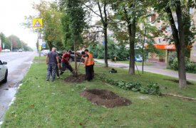 Почти три тысячи деревьев высадят на улицах Тулы в рамках компенсационного озеленения города
