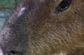 В Тульском экзотариуме заболел капибара Валентин 