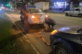Тульские росгвардейцы пришли на подмогу водителю с неисправным авто