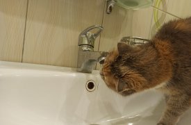 28 мая без воды останутся жители нескольких районов Тулы