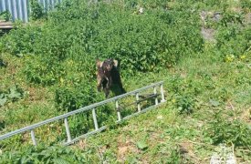 Белёвские сотрудники МЧС помогли спасти козлёнка