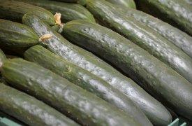 Россельхознадзор нашел у тульского продавца сомнительные семена огурцов