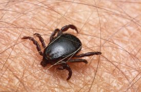 59 человек покусали клещи в Тульской области за неделю