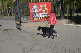 В Туле впервые отметят День фронтовой собаки