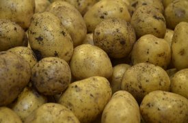 В усадьбе Болотова «Дворяниново» под Тулой отметят День картофеля