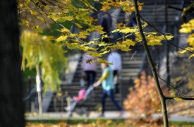Бабье лето на старте: какой будет погода в Тульской области с 1 по 5 сентября
