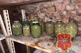 Тайная плантация в лесу: у двух жителей Новомосковска нашли более 180 кустов конопли