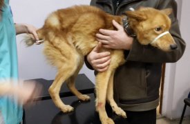 В Туле собака,  которую морили голодом, идет на поправку