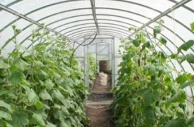В Тульской области построят комплекс по выращиванию овощей