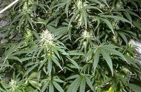 Туляка приговорили к 4 годам тюрьмы за хранение марихуаны