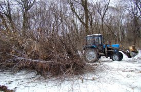 В Рогожинском парке Тулы начали выпиливать старые деревья