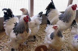 В Тульской области поймали вора кур