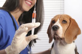 Туляков просят своевременно проводить вакцинацию животных от бешенства