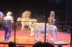 До 24 мая в Туле поселились белые тигры