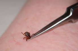 В Тульской области клещи начали нападать на людей