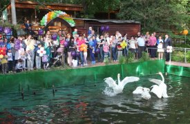 В пруд Центрального парка Тулы выпустили лебедей