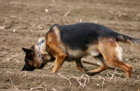 Украденную сельхозтехнику под Тулой помогла найти собака