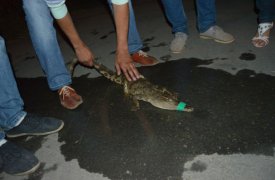 Крокодил из Рязани обрел дом в Туле