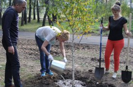 В березовой роще в Туле высадили молодые деревья